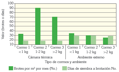 Producción de material de ‘siembra’ limpio en el manejo de las enfermedades limitantes del plátano - Image 10