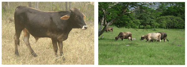 Estructura de costo de producción litro de leche y kilo de carne ganado doble propósito - Image 3