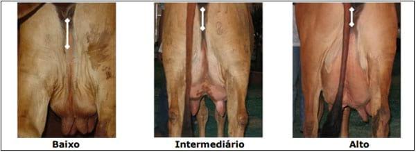 Sistema Mamario - Image 29