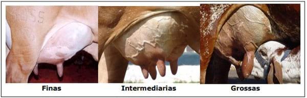 Sistema Mamario - Image 36