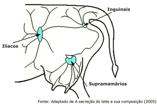 Sistema Mamario - Image 18