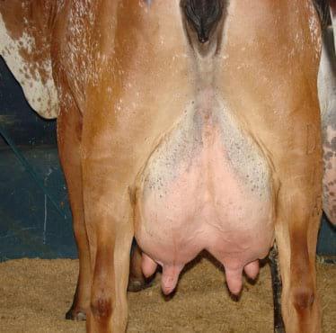 Sistema Mamario - Image 32