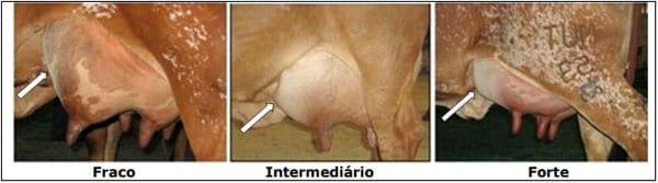 Sistema Mamario - Image 28