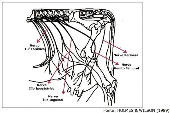 Sistema Mamario - Image 20