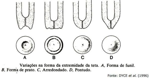 Sistema Mamario - Image 13