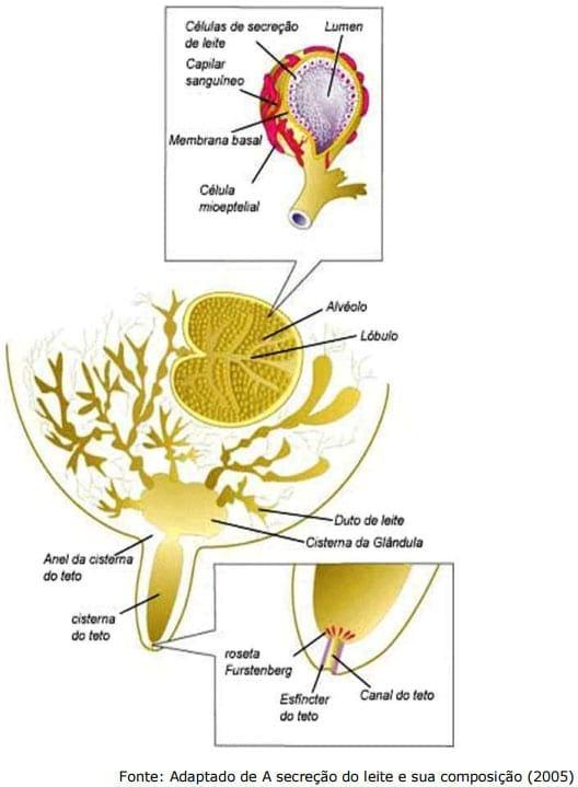 Sistema Mamario - Image 10