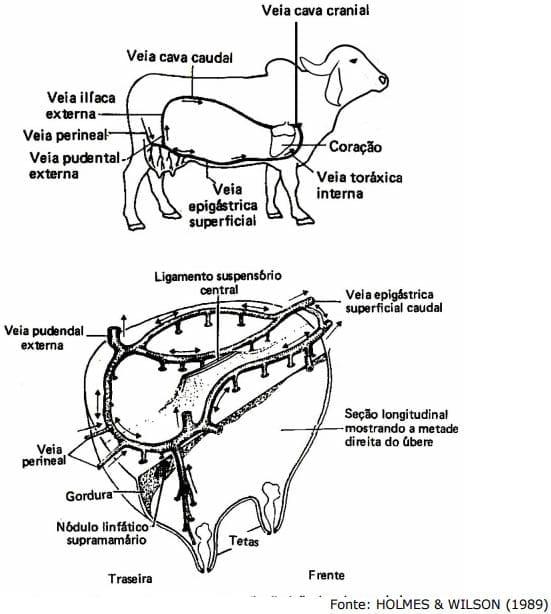 Sistema Mamario - Image 17