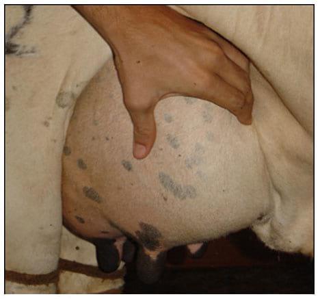 Sistema Mamario - Image 6