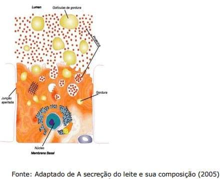 Sistema Mamario - Image 21