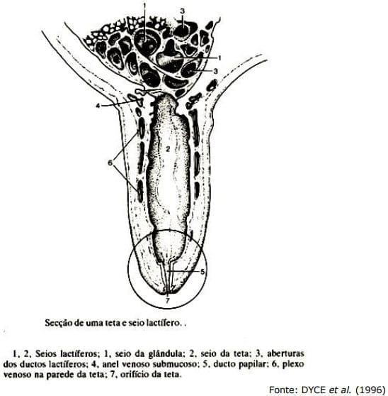 Sistema Mamario - Image 12