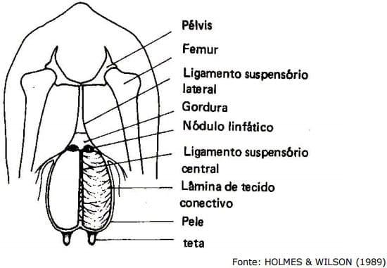 Sistema Mamario - Image 7