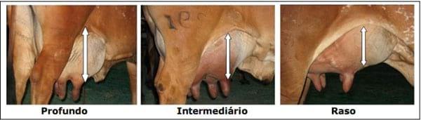 Sistema Mamario - Image 33