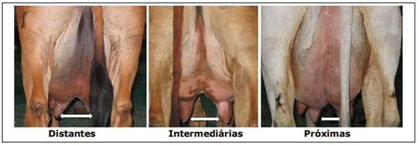 Sistema Mamario - Image 34