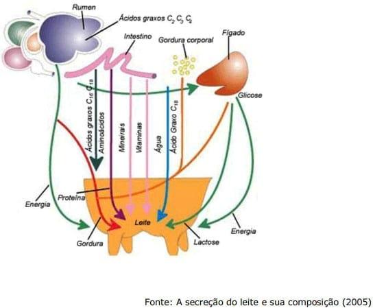 Sistema Mamario - Image 22