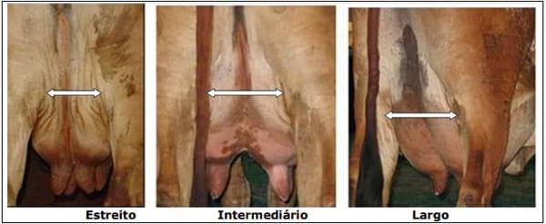 Sistema Mamario - Image 30