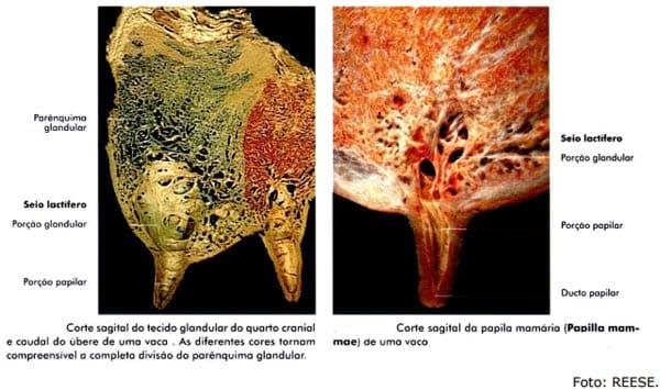 Sistema Mamario - Image 11