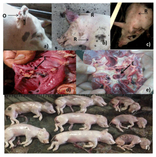 Aislamiento e identificación de erysipelothrix rhusiopathiae en Guadalajara, Jalisco - Image 2