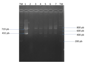 Aislamiento e identificación de erysipelothrix rhusiopathiae en Guadalajara, Jalisco - Image 3