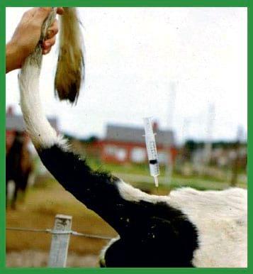 Manual de anestesias y cirugías de bovinos: Sedación, analgesia y anestesia - Image 14