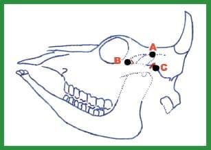 Manual de anestesias y cirugías de bovinos: Sedación, analgesia y anestesia - Image 1