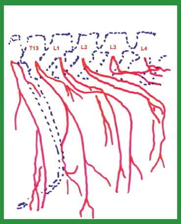 Manual de anestesias y cirugías de bovinos: Sedación, analgesia y anestesia - Image 25