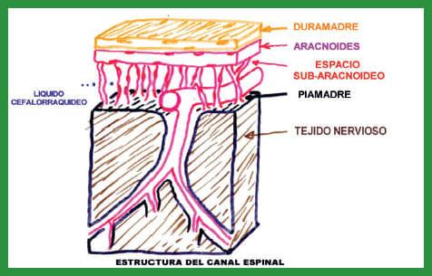 Manual de anestesias y cirugías de bovinos: Sedación, analgesia y anestesia - Image 10