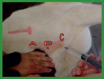 Manual de anestesias y cirugías de bovinos: Sedación, analgesia y anestesia - Image 32