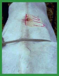 Manual de anestesias y cirugías de bovinos: Sedación, analgesia y anestesia - Image 19
