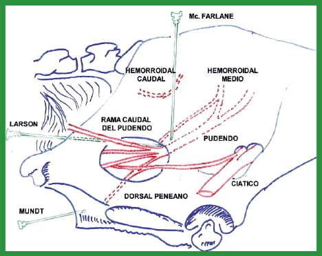 Manual de anestesias y cirugías de bovinos: Sedación, analgesia y anestesia - Image 43