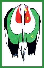 Manual de anestesias y cirugías de bovinos: Sedación, analgesia y anestesia - Image 15