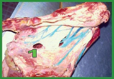 Manual de anestesias y cirugías de bovinos: Sedación, analgesia y anestesia - Image 42