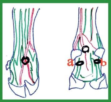Manual de anestesias y cirugías de bovinos: Sedación, analgesia y anestesia - Image 39