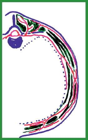 Manual de anestesias y cirugías de bovinos: Sedación, analgesia y anestesia - Image 24