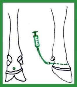Manual de anestesias y cirugías de bovinos: Sedación, analgesia y anestesia - Image 40