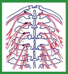Manual de anestesias y cirugías de bovinos: Sedación, analgesia y anestesia - Image 27