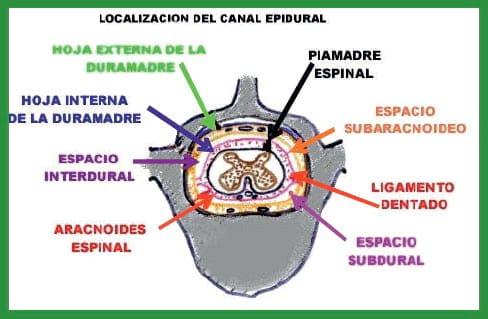 Manual de anestesias y cirugías de bovinos: Sedación, analgesia y anestesia - Image 11
