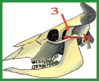 Manual de anestesias y cirugías de bovinos: Sedación, analgesia y anestesia - Image 6