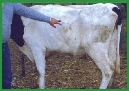 Manual de anestesias y cirugías de bovinos: Sedación, analgesia y anestesia - Image 21