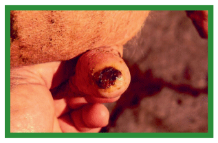 Manual de anestesias y cirugías de bovinos: Cirugías de los pezones - Image 14