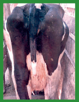 Manual de anestesias y cirugías de bovinos: Cirugías de las extremidades - Image 65