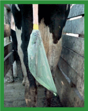 Manual de anestesias y cirugías de bovinos: Cirugías de las extremidades - Image 60