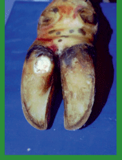 Manual de anestesias y cirugías de bovinos: Cirugías de las extremidades - Image 45