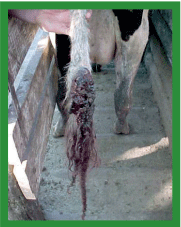 Manual de anestesias y cirugías de bovinos: Cirugías de las extremidades - Image 59