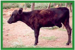 Manual de anestesias y cirugías de bovinos: Cirugías de las extremidades - Image 21