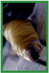Manual de anestesias y cirugías de bovinos: Cirugías de las extremidades - Image 37