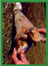 Manual de anestesias y cirugías de bovinos: Cirugías de las extremidades - Image 48