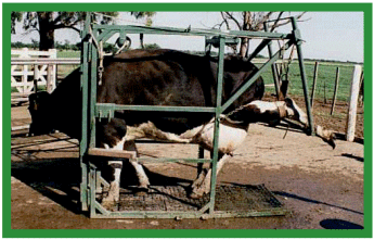 Manual de anestesias y cirugías de bovinos: Cirugías de las extremidades - Image 33
