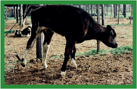 Manual de anestesias y cirugías de bovinos: Cirugías de las extremidades - Image 24
