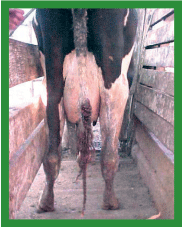 Manual de anestesias y cirugías de bovinos: Cirugías de las extremidades - Image 58