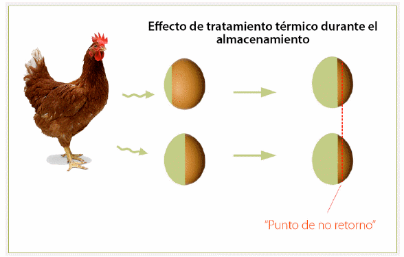 Restauración de la viabilidad del embrión - Image 4
